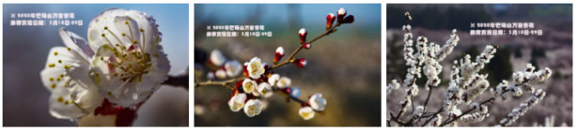 阳春三月 芒砀山万亩杏花含苞待放，静等君来！