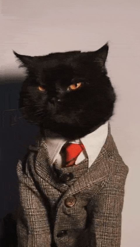 这三只禁欲系帅猫 来自一位叫@caesarcat 的网友家里 分别是: 老大