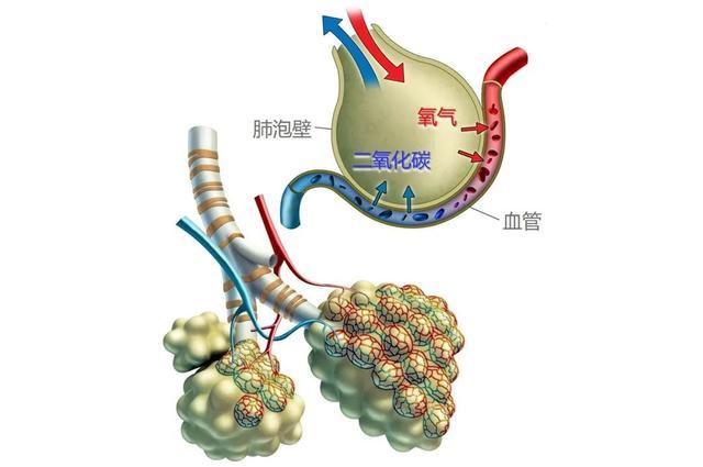 每次呼吸,流经周围的血液一边从肺泡取走新鲜氧气,一边把二氧化碳交换