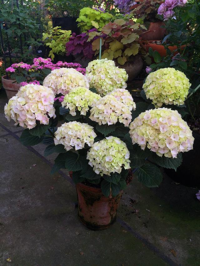 此款盆栽绣球花,美不输无尽夏,花朵超大,花期也长,阳台也能养