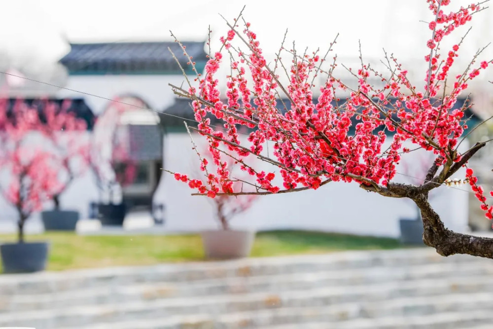 灌云伊芦山千亩梅园向你发出了赏花邀请