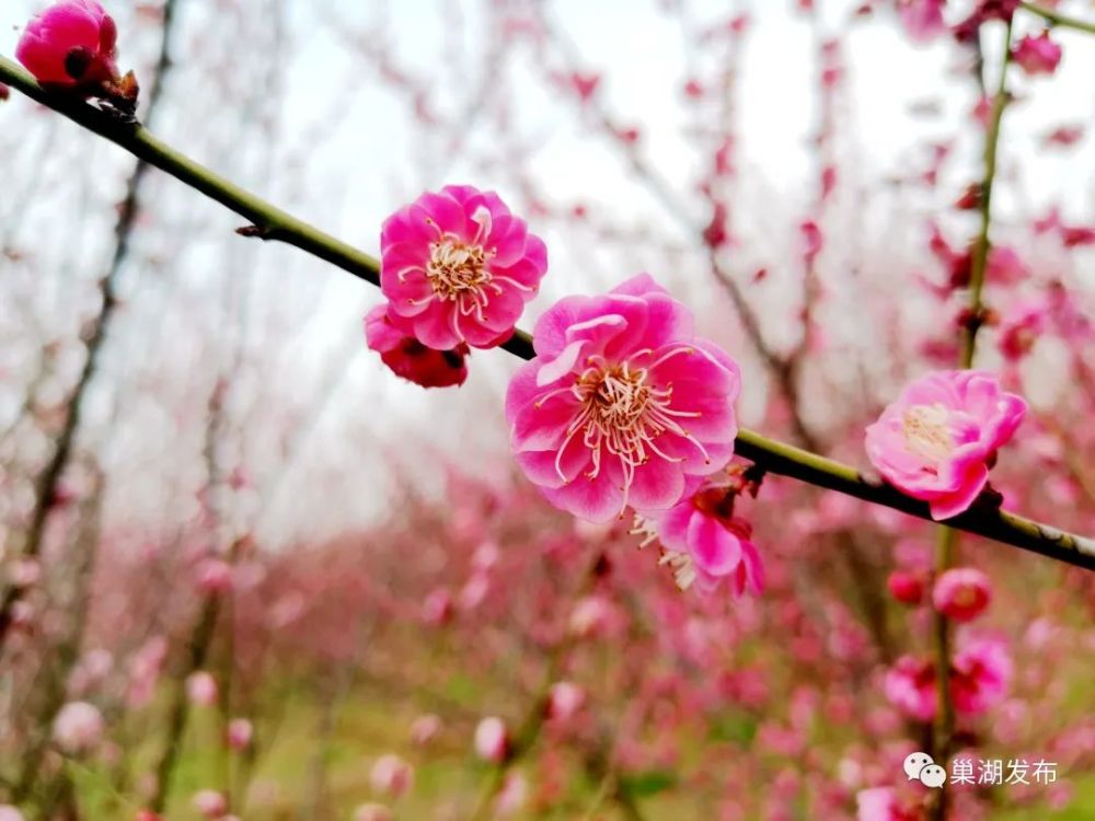 每年2月下旬,巢湖市庙岗乡浮槎山下的清水湾梅花园都会被漫天云霞笼罩