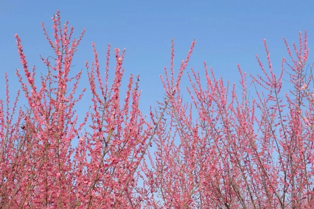 每年2月下旬,巢湖市庙岗乡浮槎山下的清水湾梅花园都会被漫天云霞笼罩