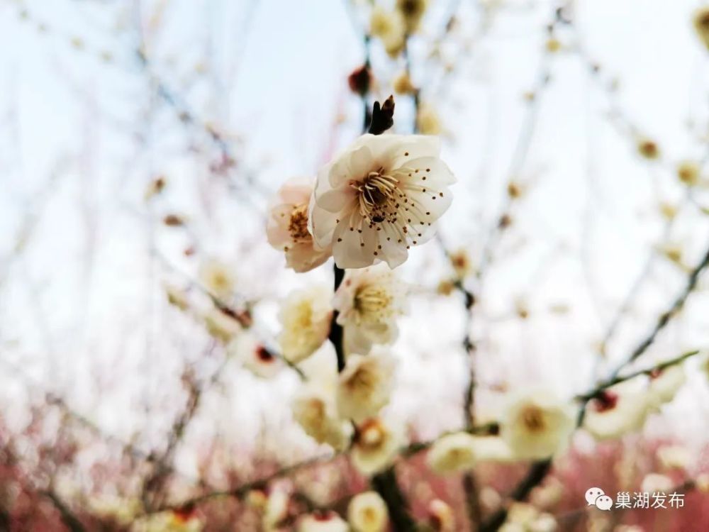 每年2月下旬,巢湖市庙岗乡浮槎山下的清水湾梅花园都会被漫天云霞笼罩