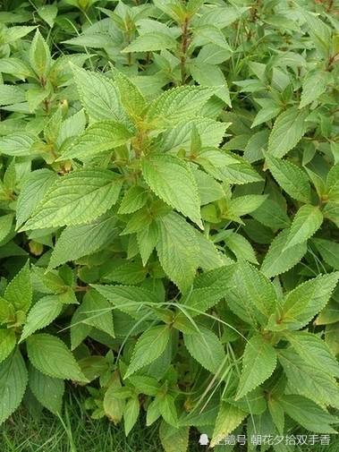 农村常见的一种野菜,人称"黄鳝菜",味道鲜美价值高