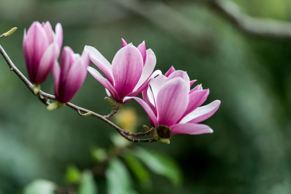 空山无人水流花开辛夷坞欣赏