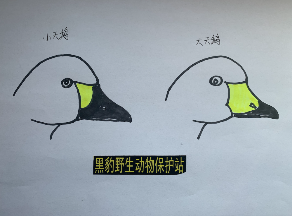 成语什么鹅飞_成语故事简笔画(3)