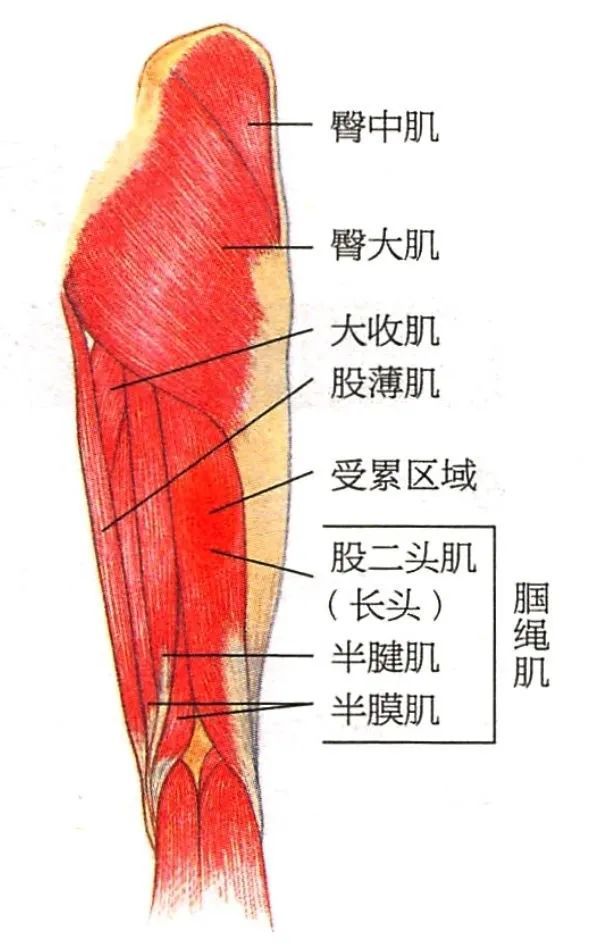 你了解大腿肌肉拉伤吗?防护办法都在这里了