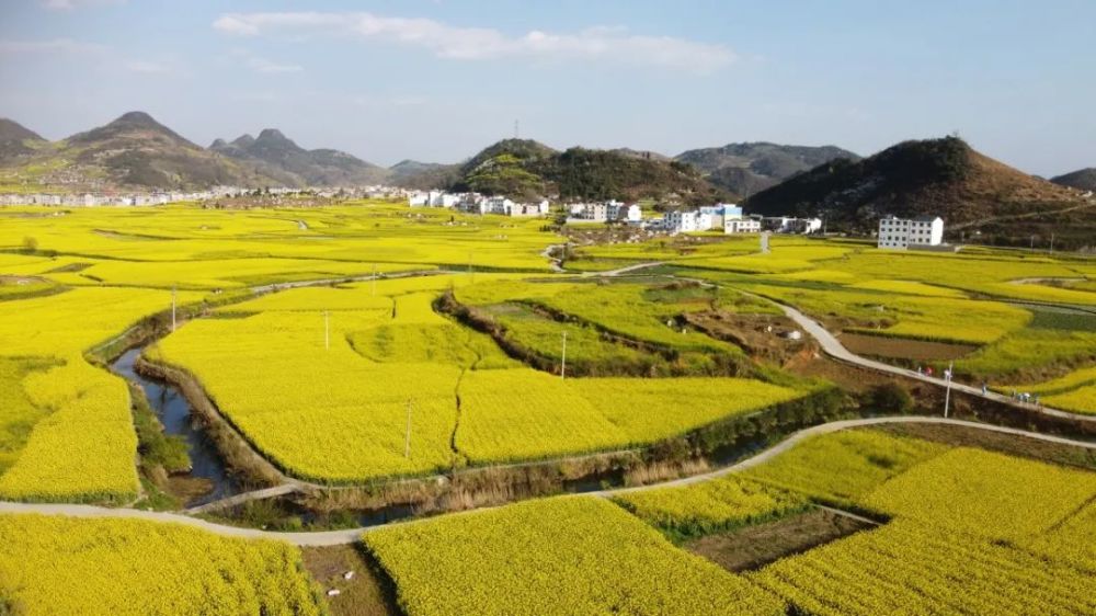 油菜花海春意浓