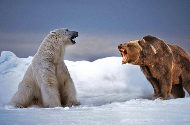 北极熊寿命比棕熊更长一些