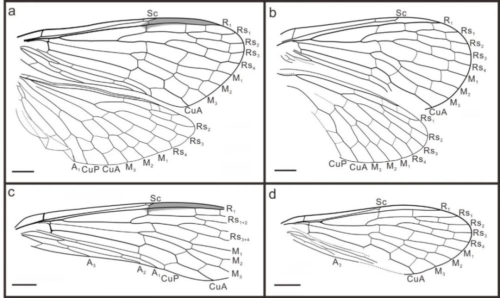 阿纽蝎蛉科标本翅脉线条图