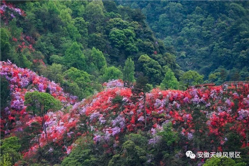 4月,安庆岳西天峡杜鹃花,一定会美到你窒息!花开满山红