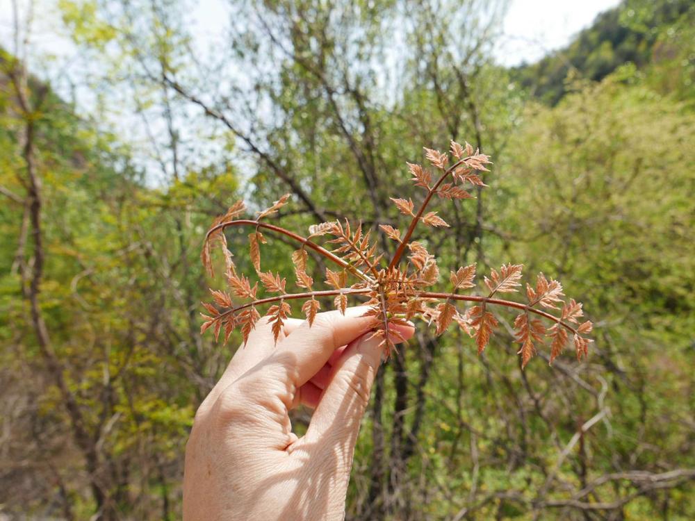 第四种春芽:木兰芽.