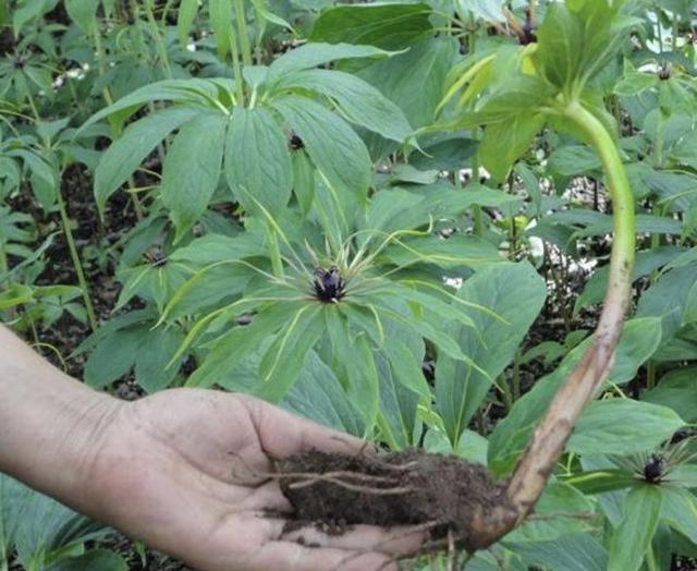 竹林下,生长着"1种草",植株低矮,人称"七叶一枝花",珍贵