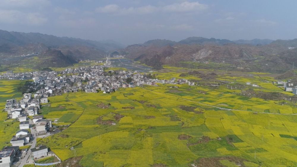 空中俯瞰六枝郎岱一海金黄