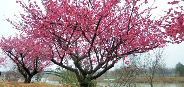 花吐胭脂,春意盎然 鄢陵五彩大地的红梅竞相绽放 走入梅林之中,红梅