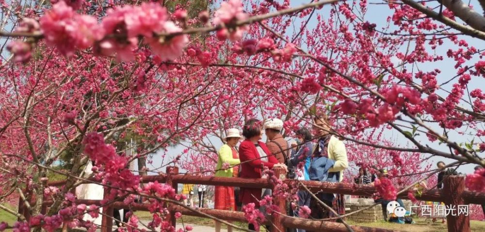 看过来 平南最美的桃花源