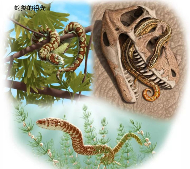 蛇的祖先是有四肢的,为何后来退化掉了?