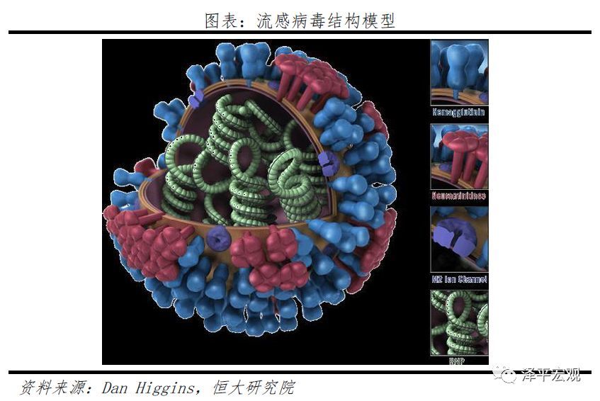 最新的研究表明,h1n1流感病毒在遗传上可能来源于猪流感病毒或一种禽