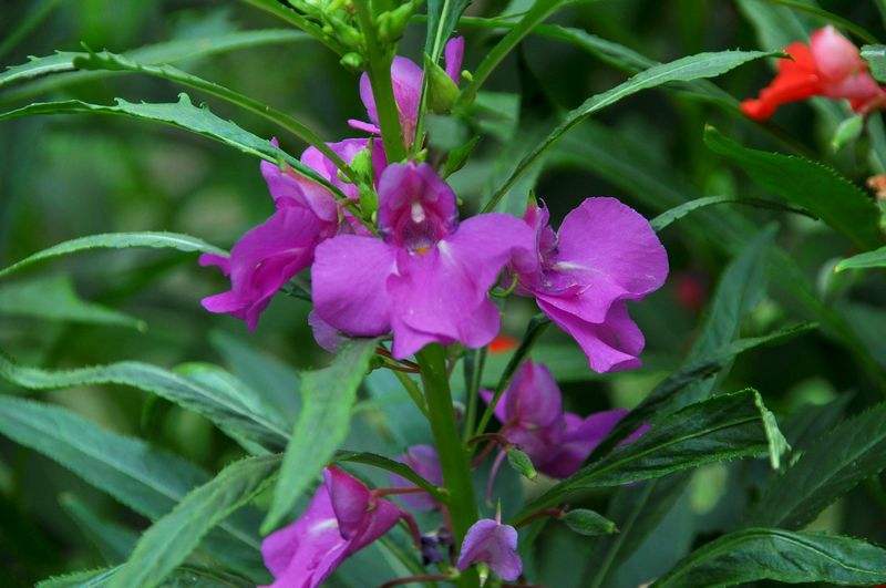 凤仙花可以用来干什么?凤仙花为什么又叫"别碰我"?