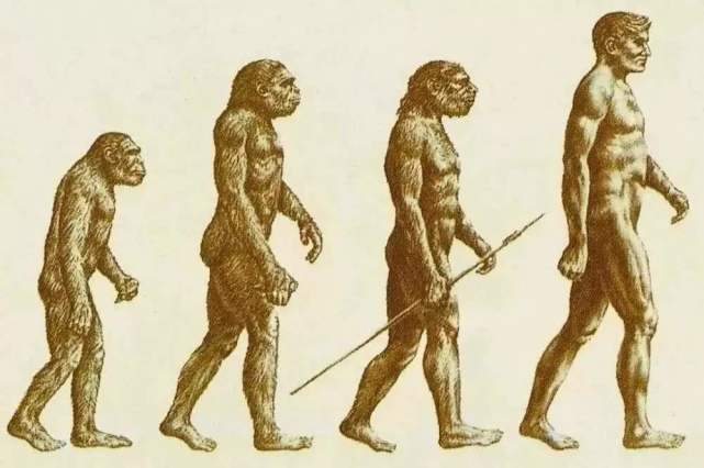 人类进化示意图