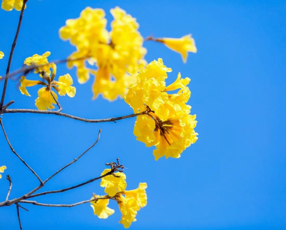 春暖花开 繁花与共 西昌黄花风铃木如约而至 以蓝天为背景 黄灿灿的