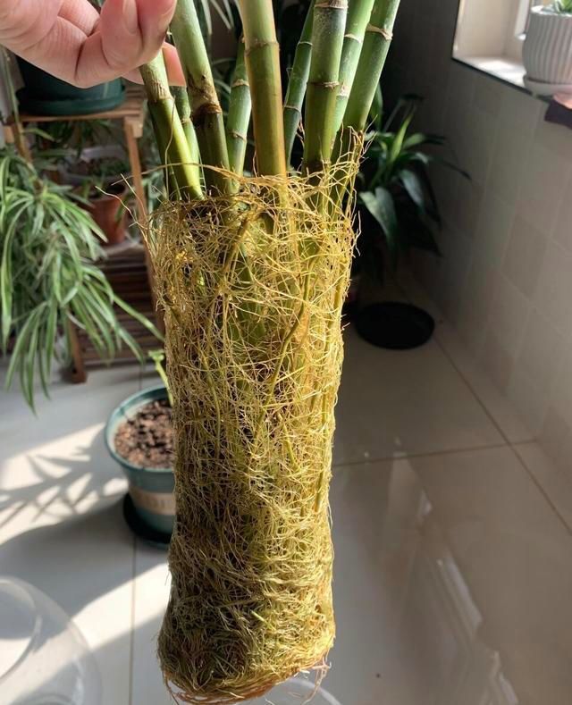 富贵竹根都长满了,黄叶烂根,啥毛病都占了,问题就出在