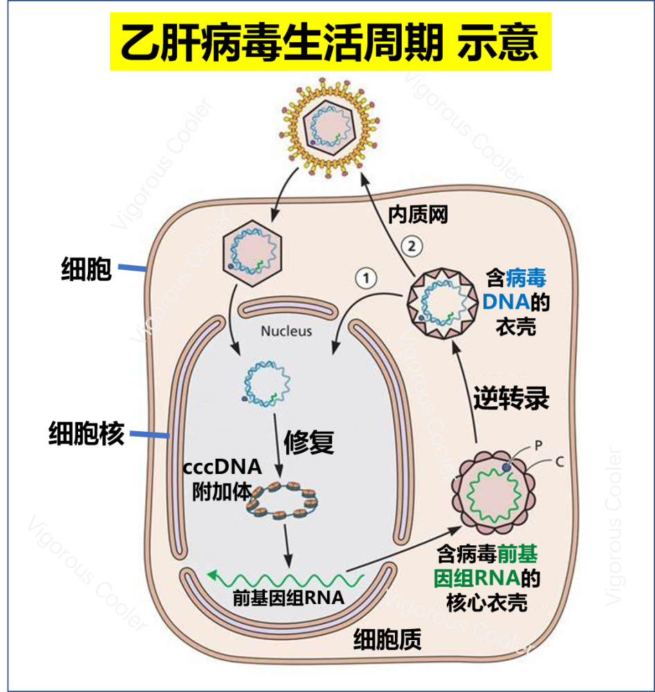 病毒与人口_人口与国情手抄报