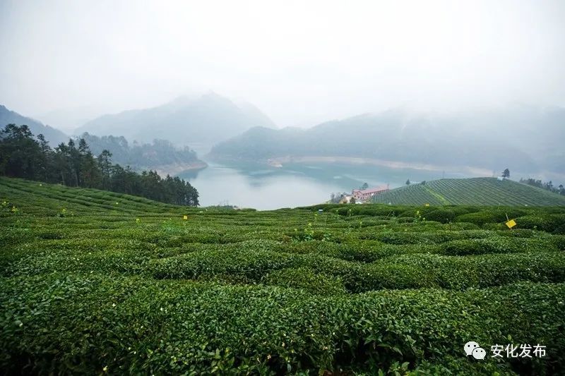 拍摄场景之安化凤凰岛茶园