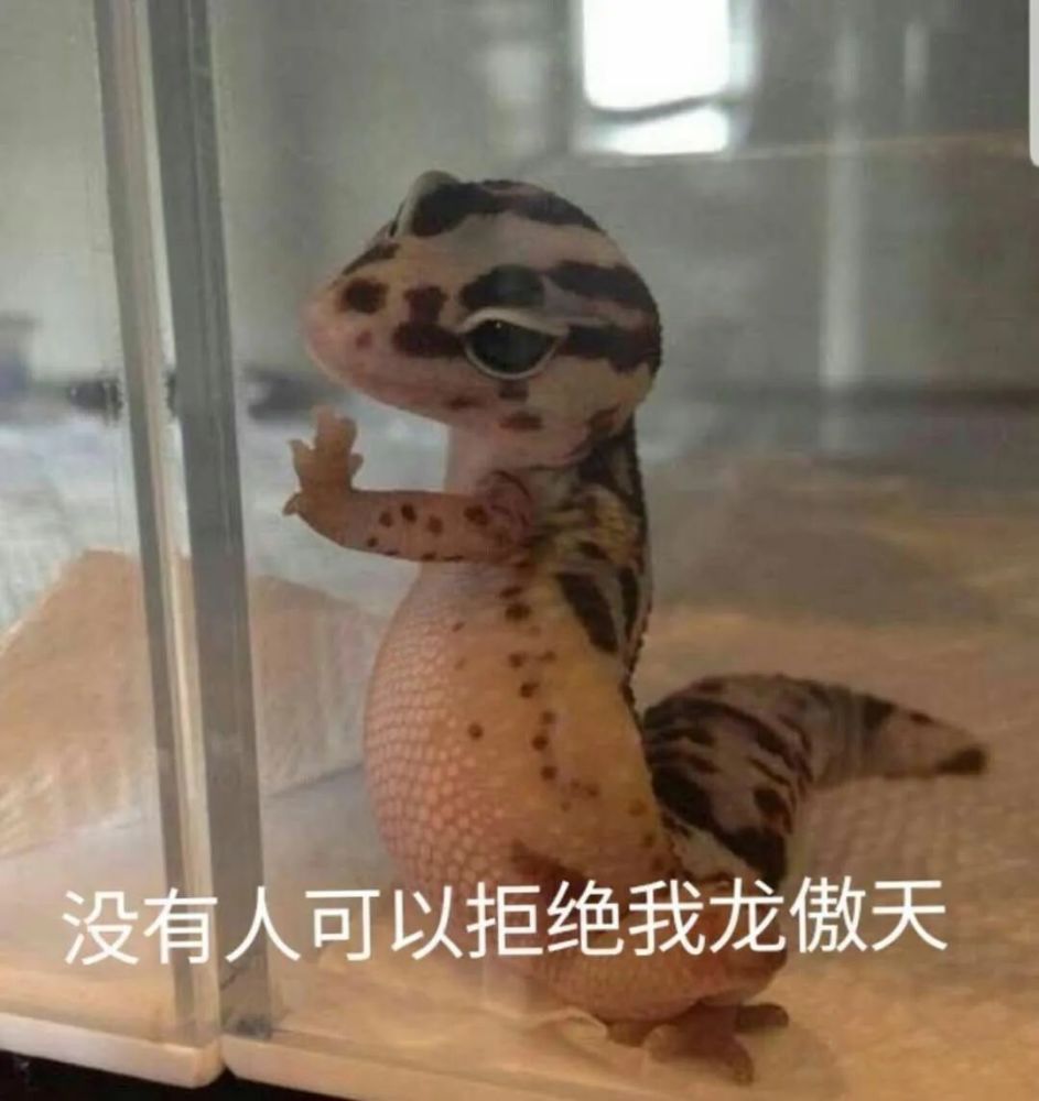 那些沙雕可爱的谐音梗合集,哪一句你被冷到了?