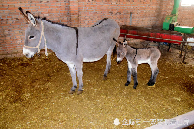 内蒙赤峰农户家一天产下三只驴驹,有一早产儿,它和妈妈是怎么活过来的