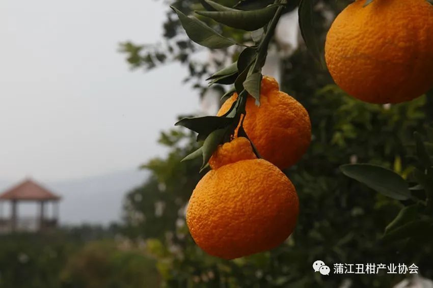 眉山,蒲江地区的 不知火丑柑上市量渐增,价格较为稳定,近日产地价大都