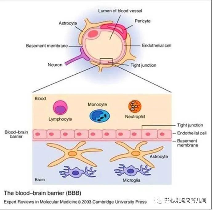 是真科学,宝妈了解"血乳屏障"对宝宝有好处