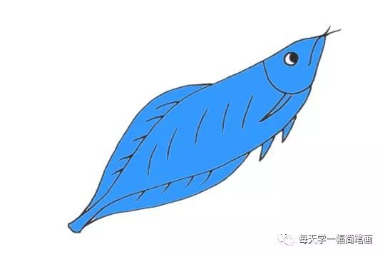 每天学一幅简笔画-可爱的龙鱼简笔画步骤画法教程