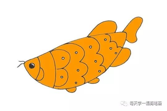 每天学一幅简笔画-可爱的龙鱼简笔画步骤画法教程