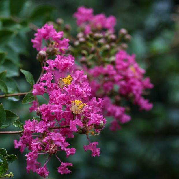 湖南各市州市花大集合,快来看看代表你家乡的花儿