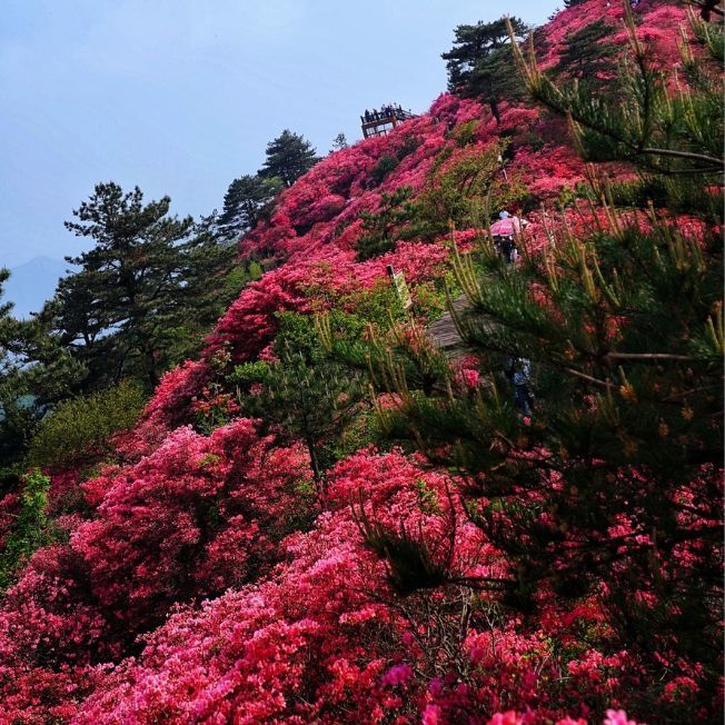 湖南各市州市花大集合快来看看代表你家乡的花儿