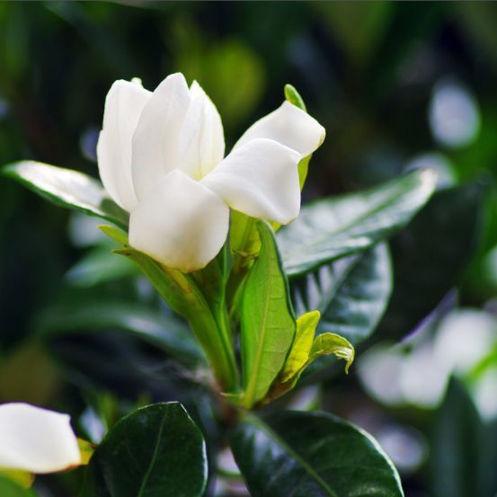 常德市   栀子花