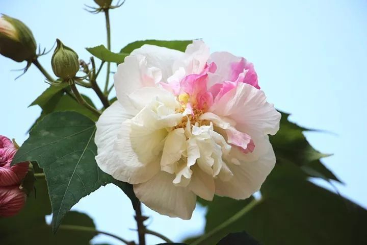 芙蓉花也开了 桂阳山川秀美,物种繁多,百花园里 芙蓉"力压群芳"