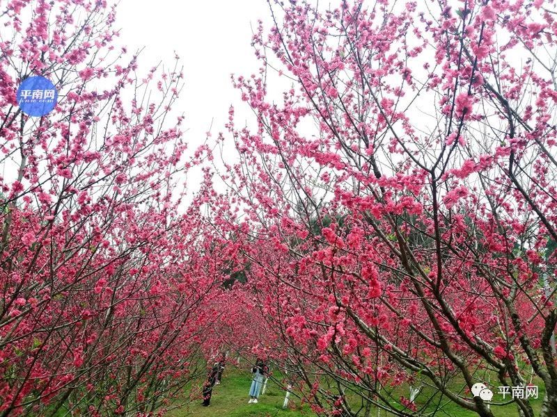 平南生态公园满山桃花醉人眼