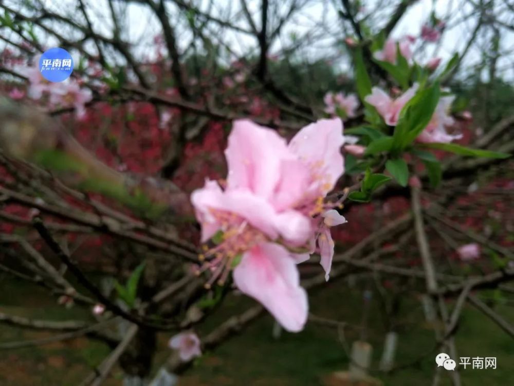 春风十里,不如一树桃花开!平南生态公园满山桃花醉人眼