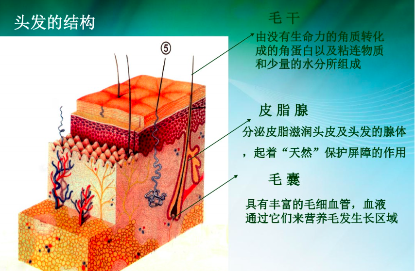 青千万:头发的三大层四大键详解,西安美发培训学校毛发生理学!