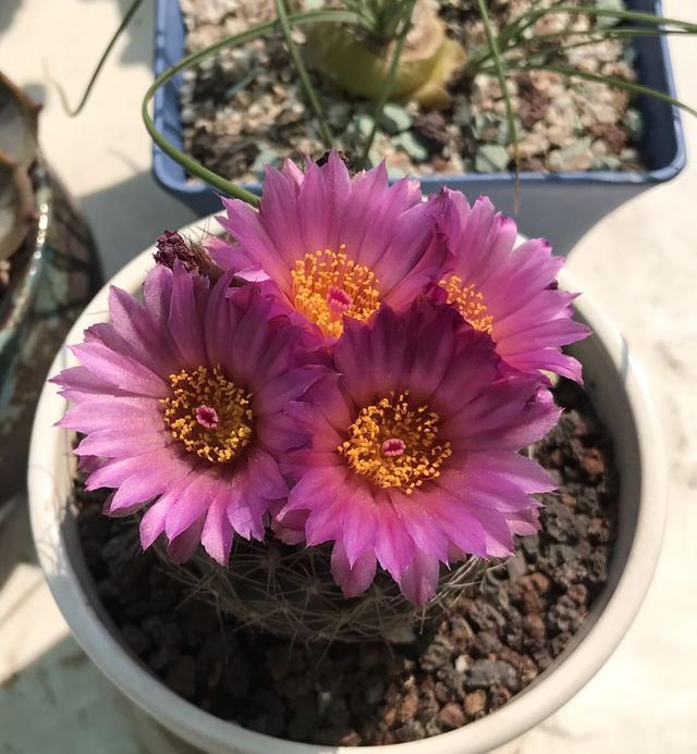 会开花的仙人球,一年开好几次,花色美丽,很好养活,是盆栽佳品