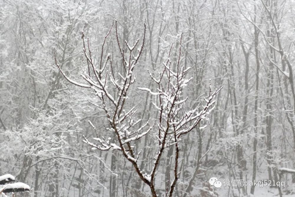 山村竹林雪景实拍,大雪纷飞的季节,感受来自大自然的魅力