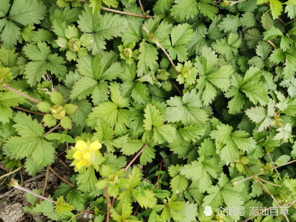 潮汕中草药之倒地莓,可治喉痛,还能根治甲肝