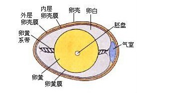 你是否真的了解鸡蛋?