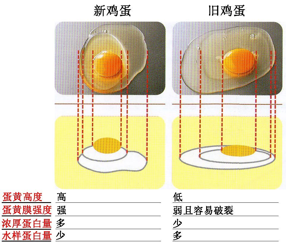 你是否真的了解鸡蛋?