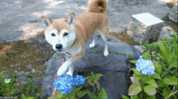 一些【柴犬宝宝】的表情包