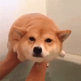 一些【柴犬宝宝】的表情包