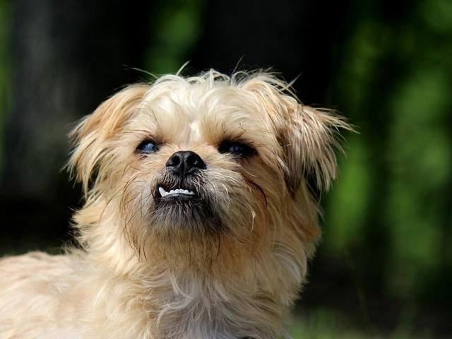 星球大战丘巴卡的原型 看着眼熟但罕见的犬种 布鲁塞尔格林芬犬